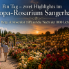 Ein Tag – zwei Highlights im Europa-Rosarium Sangerhausen