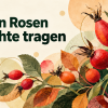 Wenn Rosen Früchte tragen